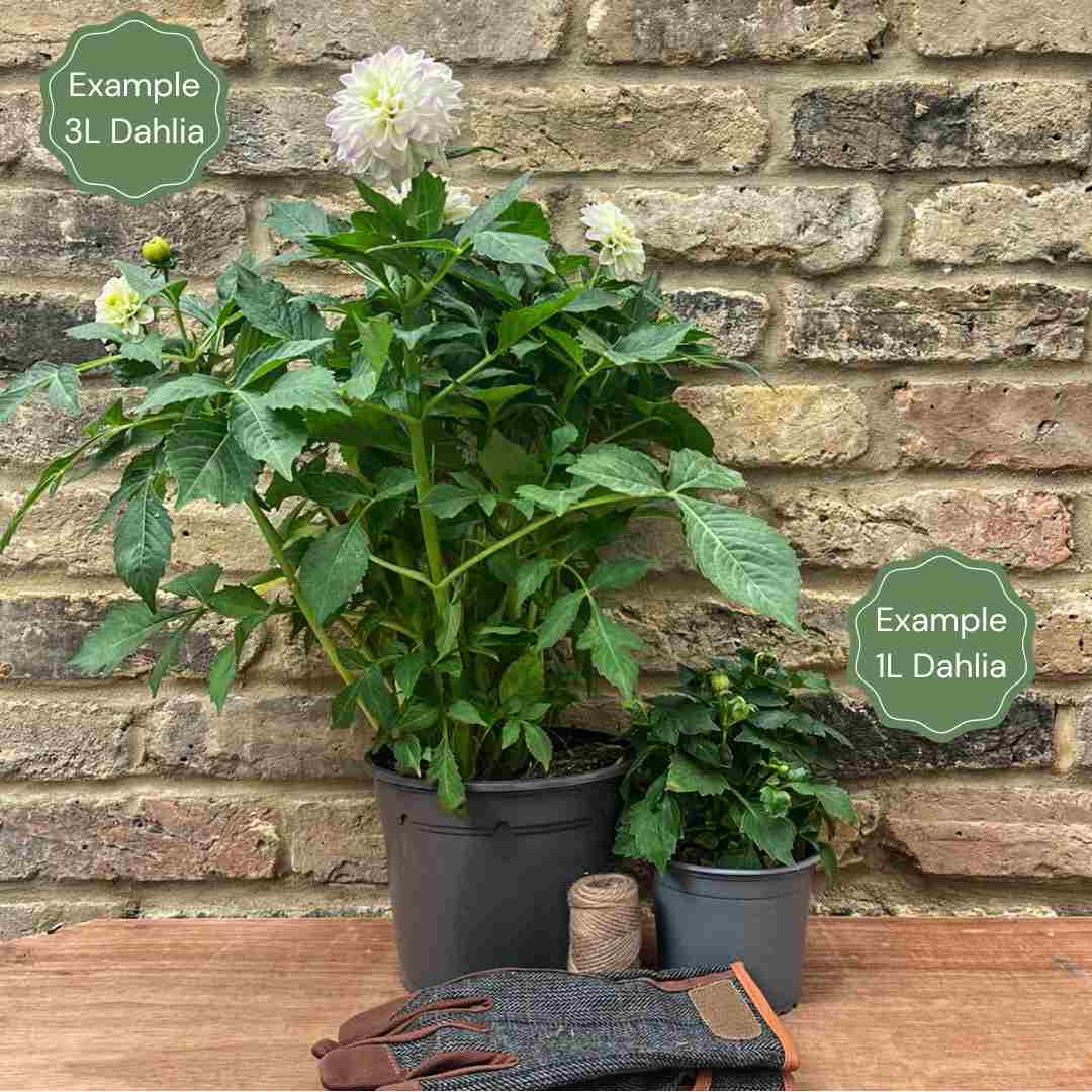 1_3f9d4aaf-2386-4ba7-87f3-75d031890fc0